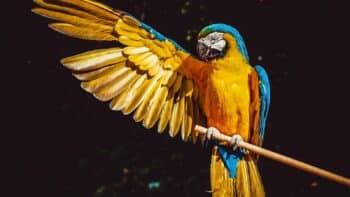How Long Do Parrots Live And Why