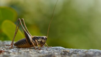 How Long Do Crickets Live? (And Why)