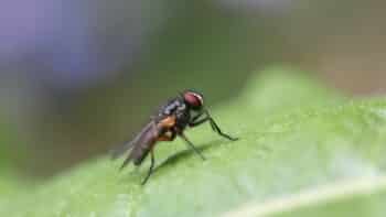 How Long Do Flies Live And Why?