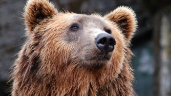 How Long Do Bears Live And Why?
