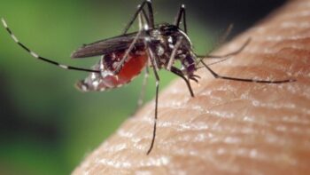 How Long Does A Mosquito Live And Why?