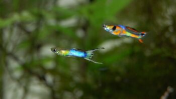 How Long Do Guppies Live And Why? How to Prolong Their Lives