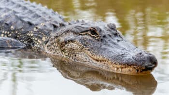 How Long Can Alligators Live And Why?