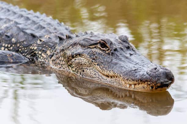 American Alligator swimming in the spring swamp in Texas