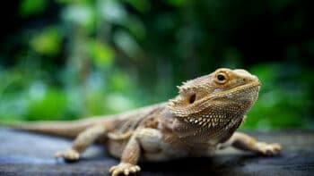 How Long Do Bearded Dragons Live And Why?