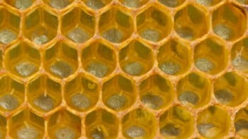 Do Bees Lay Eggs? The Intricate World of Bumblebees and Honeybees