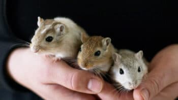 How Long Do Gerbils Live And Why?