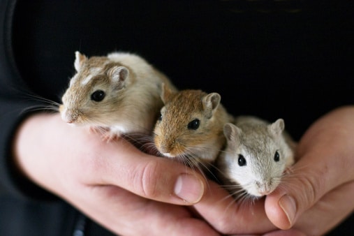 Three gerbils sitting in hands and looking at the camera.