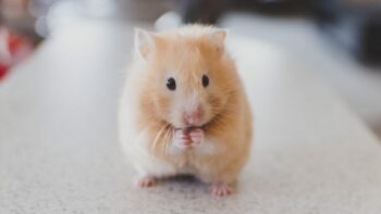 How Long Do Hamsters Live And Why?