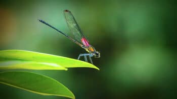 How Long Do Dragonflies Live And Why?