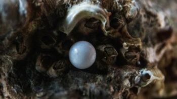 How Long Does It Take For A Pearl To Form?