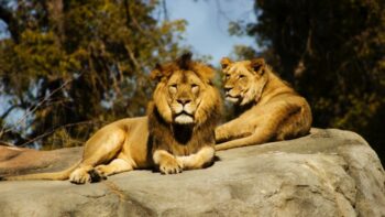 How Long Do Lions Live And Why? Understanding The Lion’s Lifespan