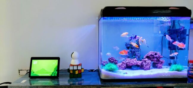 clear glass fish tank with blue fish