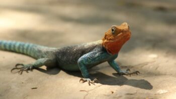 How Long Do Lizards Live And Why?