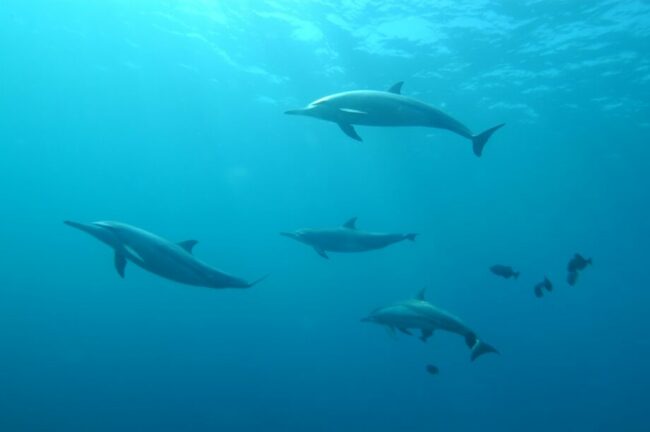 school of grey dolphins underwater