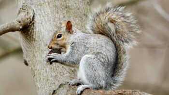 How Long Do Squirrels Live And Why?