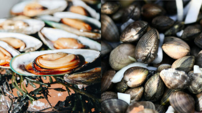 mussels and clams