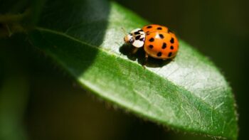 How Long Do Ladybugs Live And Why?