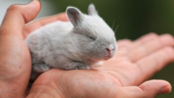 How Long Do Pet Rabbits Live And Why?