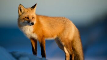 How Long Do Foxes Live And Why?