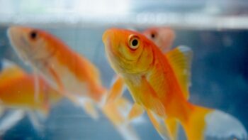 <strong></noscript>How Long Do Fish Live and What Influences Their Lifespan?</strong>