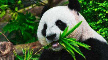 How Long Do Pandas Live And Why?