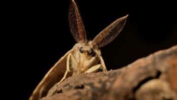 How Long Do Moths Live And Why?