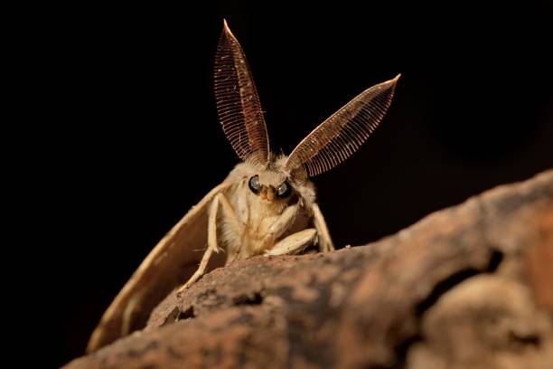 Gypsy Moth (Lymantria dispar) in the night"r"n