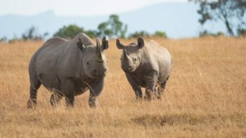How Long Do Rhinos Live And Why?