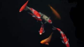 How Long Do Koi Fish Live And Why?