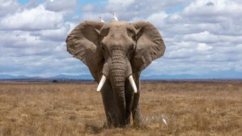 How Long Do Elephants Live And Why?