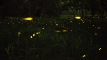 How Long Do Fireflies Live And Why?