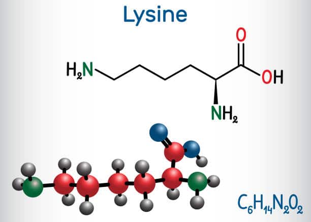 Lysine (L- lysine , Lys, K) amino acid molecule. It is used in the biosynthesis of proteins. Structural chemical formula and molecule model.