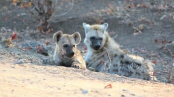 How Long Do Hyenas Live?