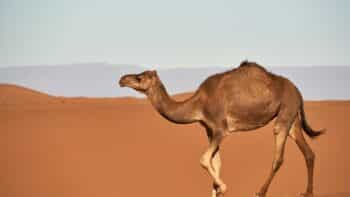 How Long Do Camels Live?