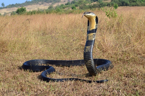 King cobra, Ophiophagus hannah is a venomous snake species of elapids endemic to jungles in Southern and Southeast Asia, goa India