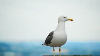 How Long Do Seagulls Live?
