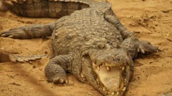 How Long Do Crocodiles Live?