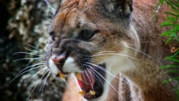 How long do cougars live And Why?