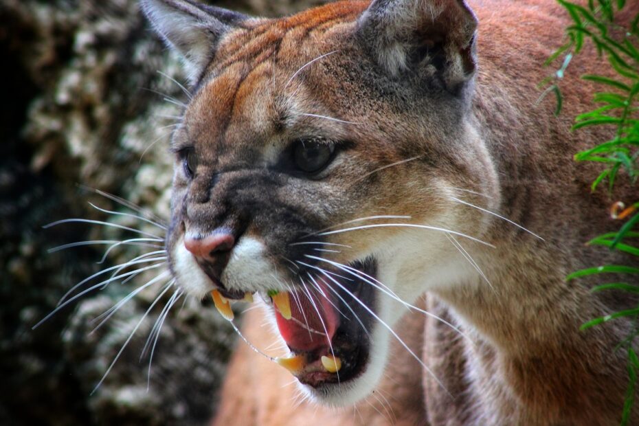 How Long Do Cougars Live And Why Did You Know This About