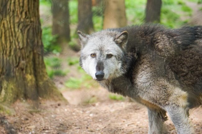 shallow focus photography of wolf