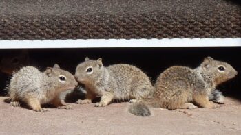 When Do Squirrels Have Babies?