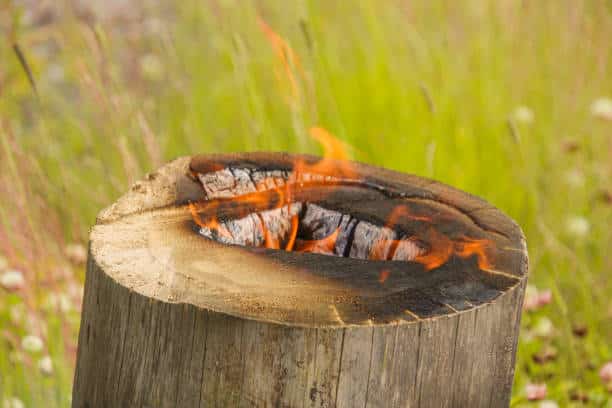 flames burning on the center of a dry stump in the afternoon in a meadow