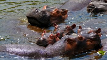 How Long Do Hippopotamuses Live?
