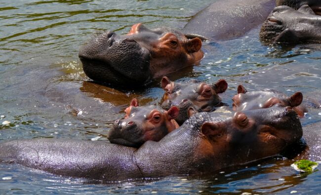 hippopotamus swimming