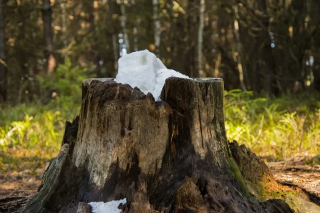 Epsom salt on tree stump