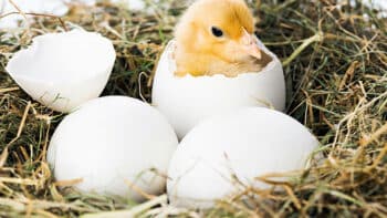 How Long Does A Chicken Egg Take To Hatch