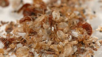 How Long Do Bed Bug Eggs Survive?