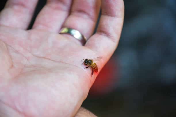 Close up of the Honey Bee stinging attack in the human hand.