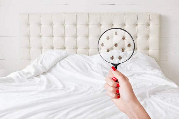 Insanitation concept. Woman holds lens, shows there are bugs in bedclothes, detects bad insects demonstrates dirty conditions. Dirtiness, unhygienic conditions and uncleanness